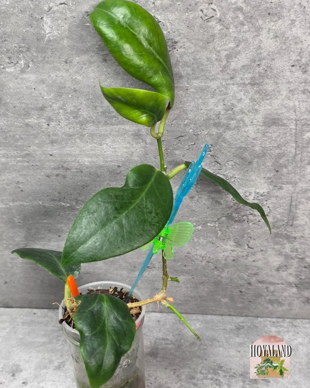 Hoya Inday Sarae (3).jpg