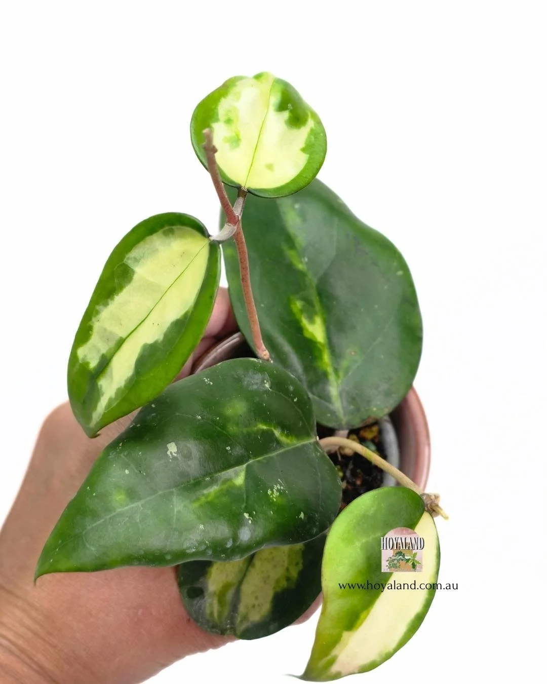 Hoya verticillata panglay var (4).jpg