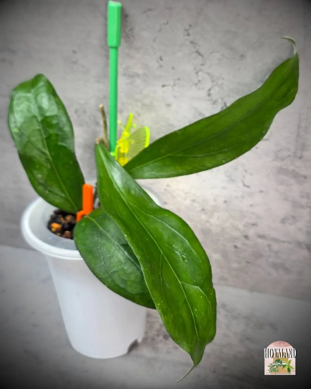 Hoya swiffers treat (2).jpg