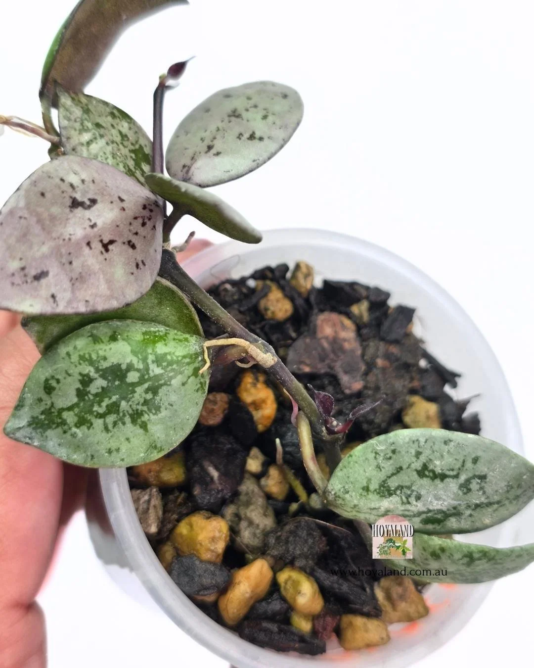 Hoya black aurora 2jpg (2).jpg
