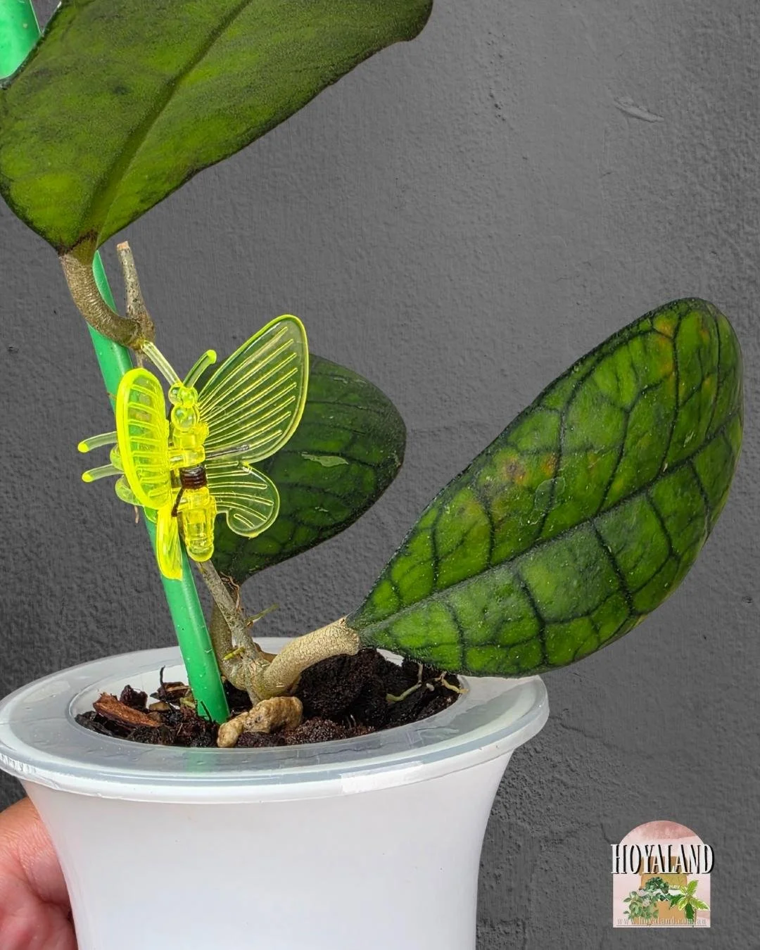 Hoya finlaysonii ah 021 (5).jpg