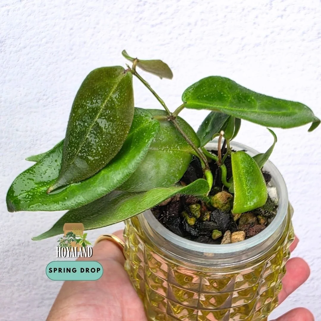 Hoya piestolepsis (6).jpg