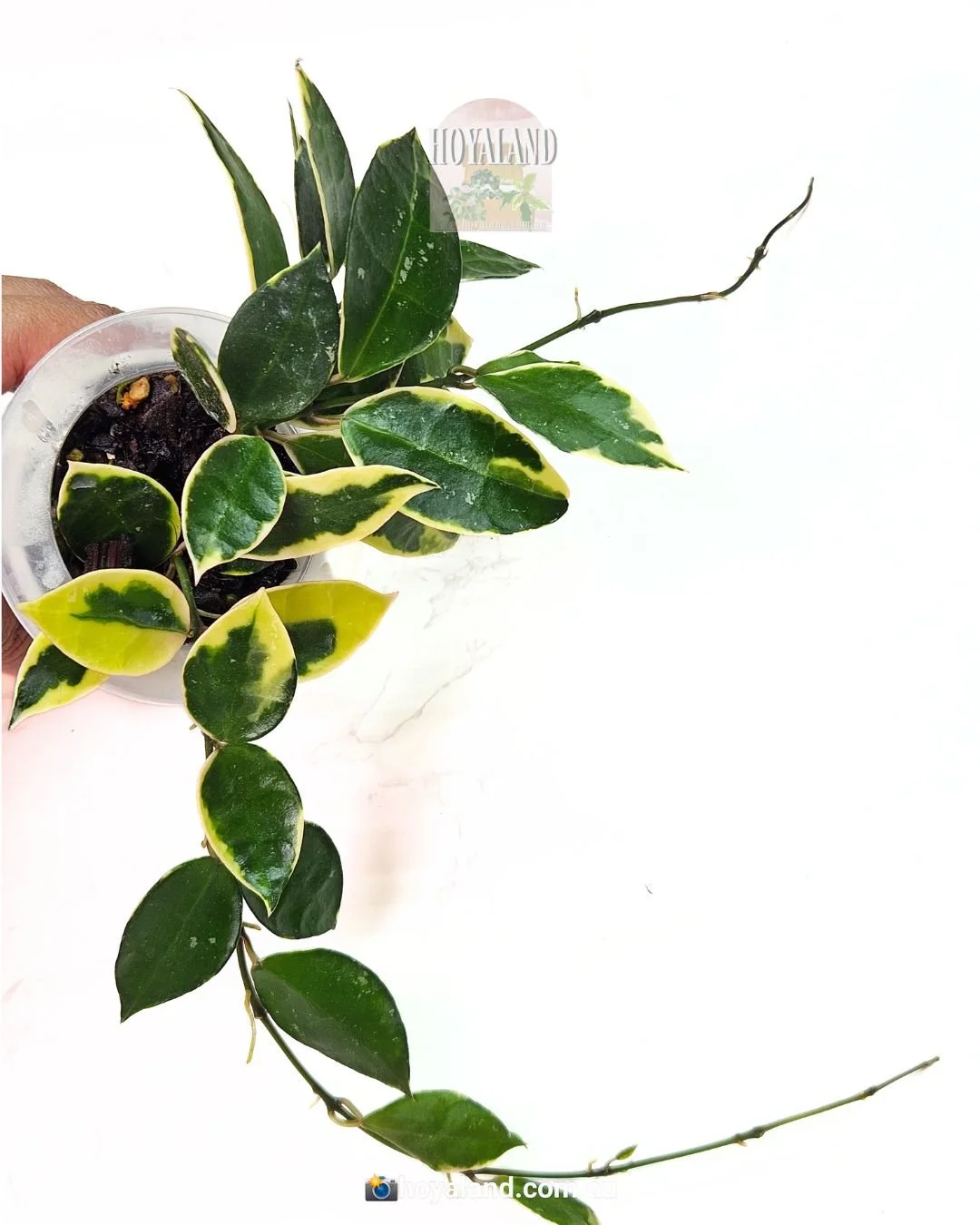 Hoya lacunosa wonosobo (6).jpg
