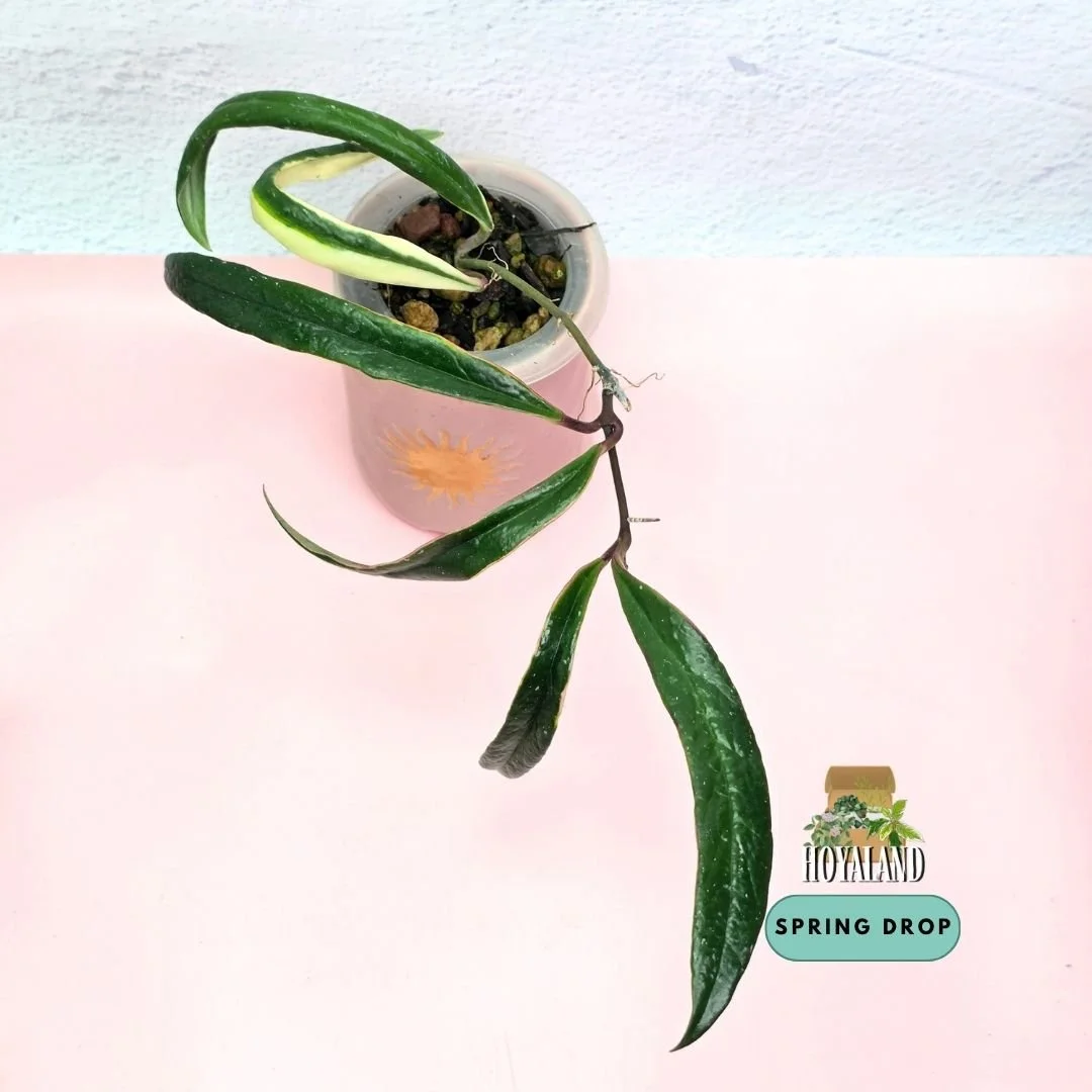 Hoya sulawesiana albo (3).jpg