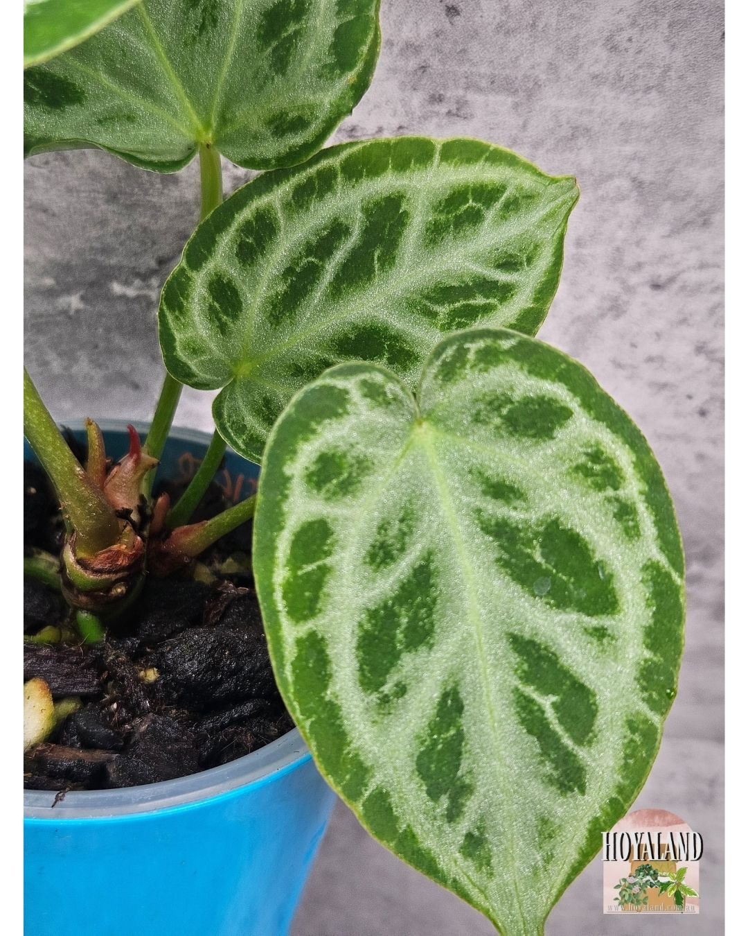 Anthurium silver tiger (3).jpg