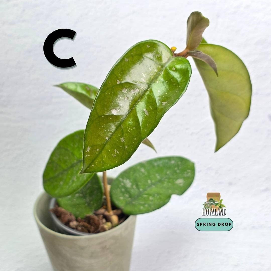 Established Hoya carnosa Starry Night showing dark green succulent leaves speckled with dense starry silver flecks