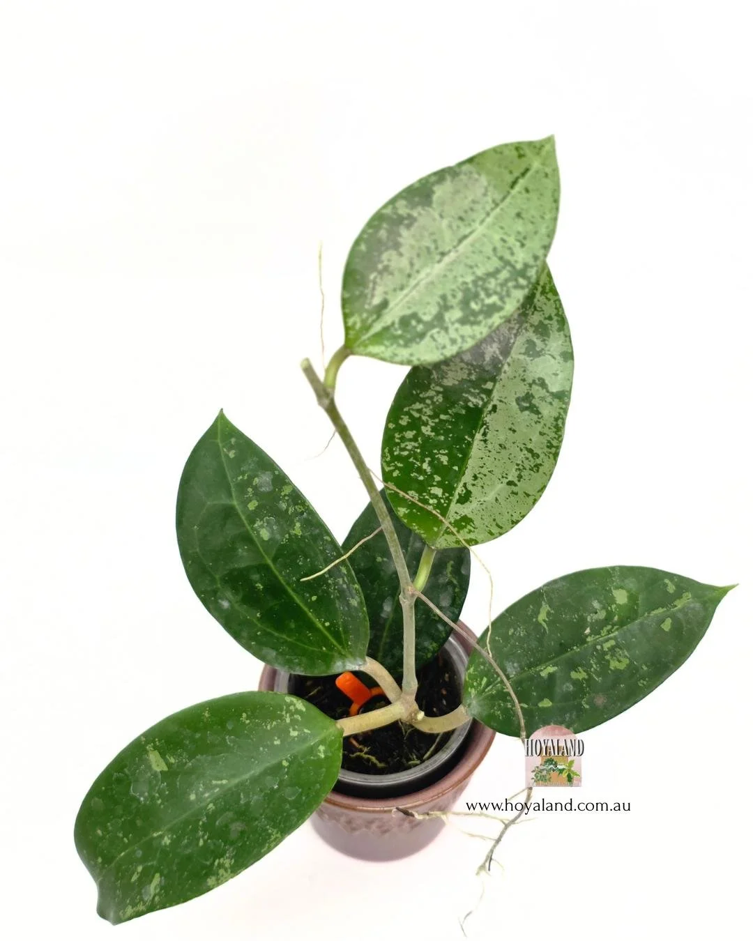 Hoya potsii splash (2).jpg
