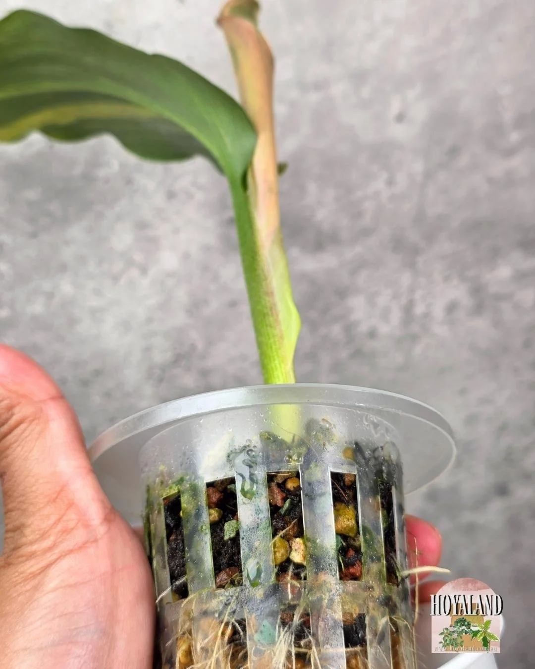 Kaempferia Variegata.jpg