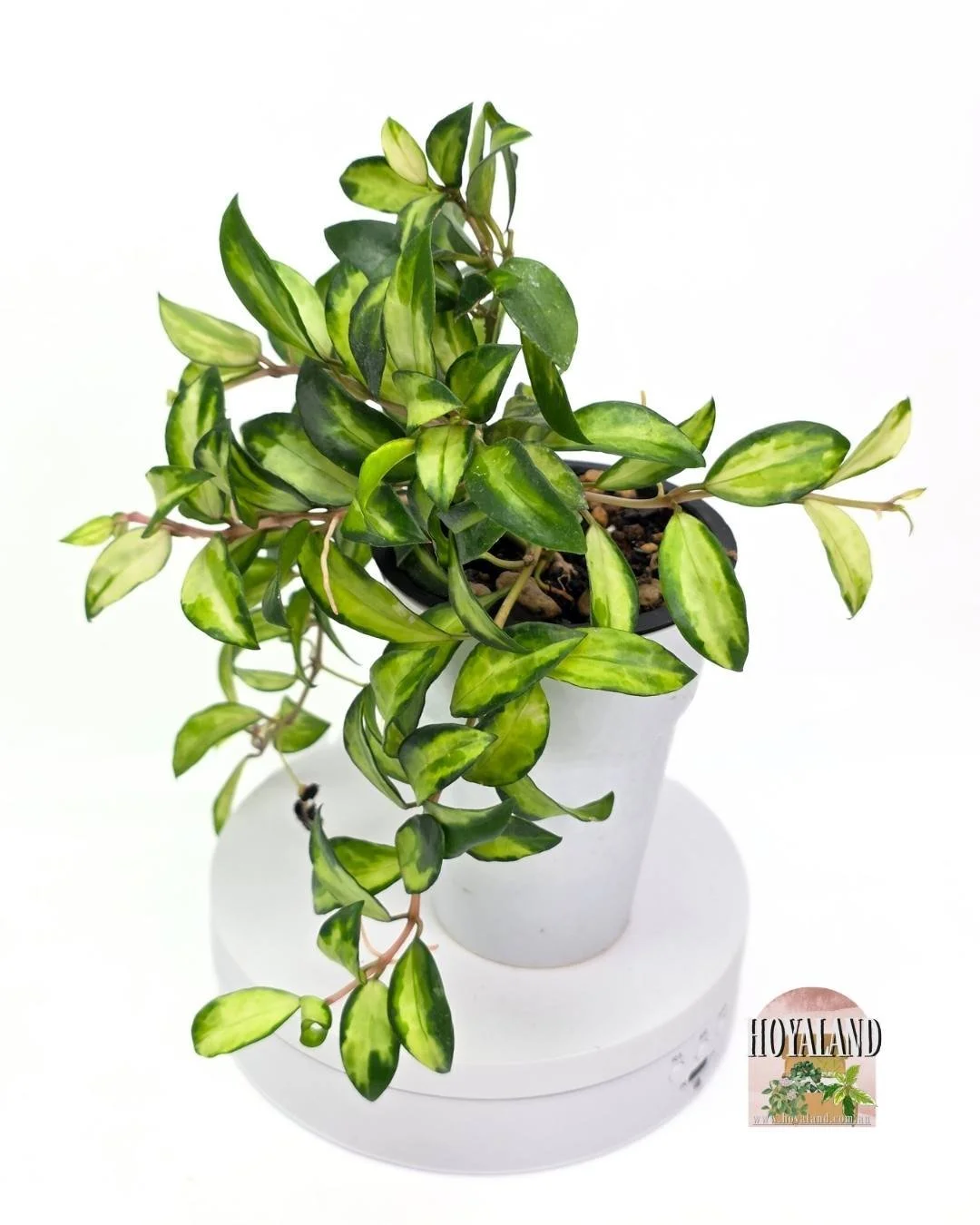 🌞 Hoya lacunosa Bruno | Rare Variegated  Compact Variety | Hoyaland 🎇