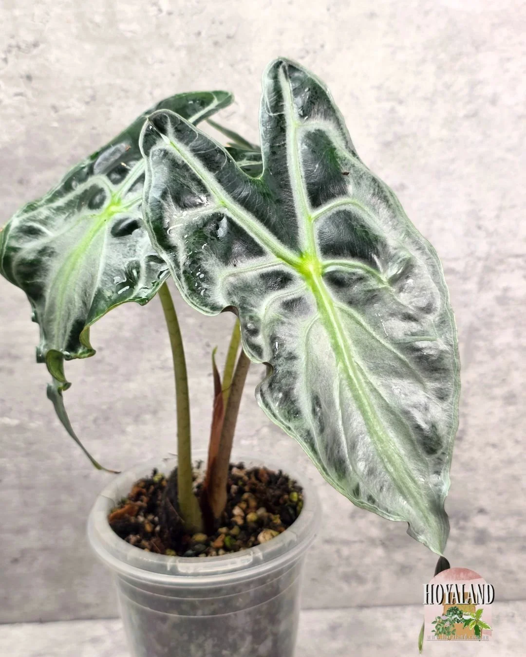 Alocasia venom (8).jpg