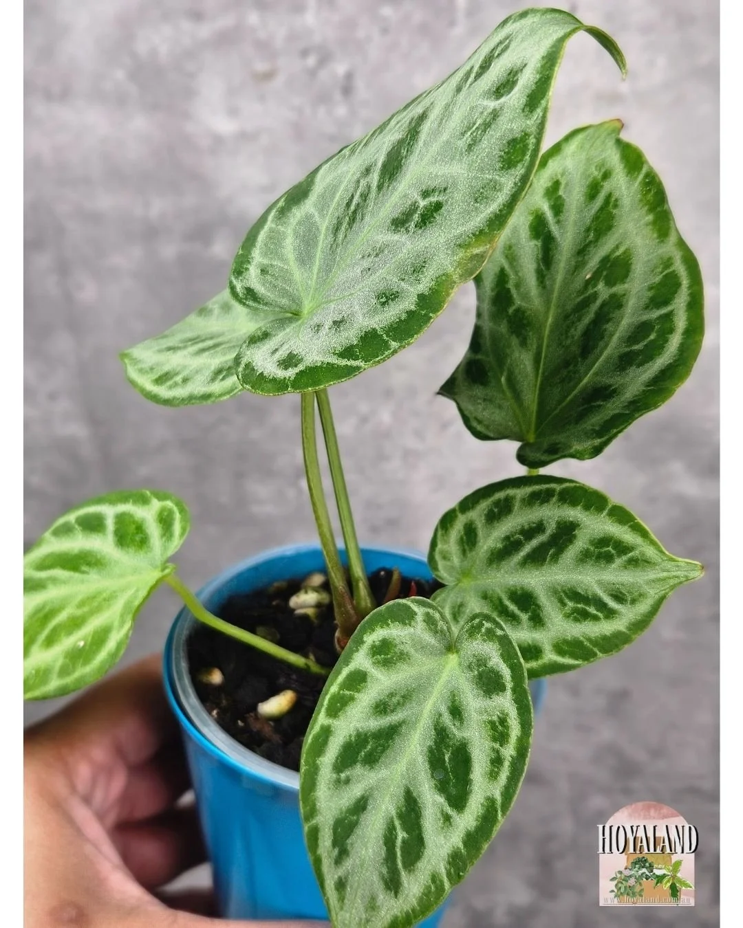 Anthurium silver tiger (6).jpg