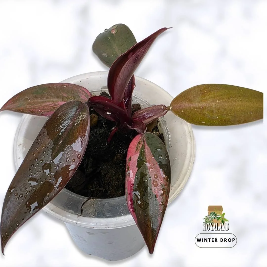 Philodendron 'Fire Princess' (Compact Established Specimen) -  Wet Stick