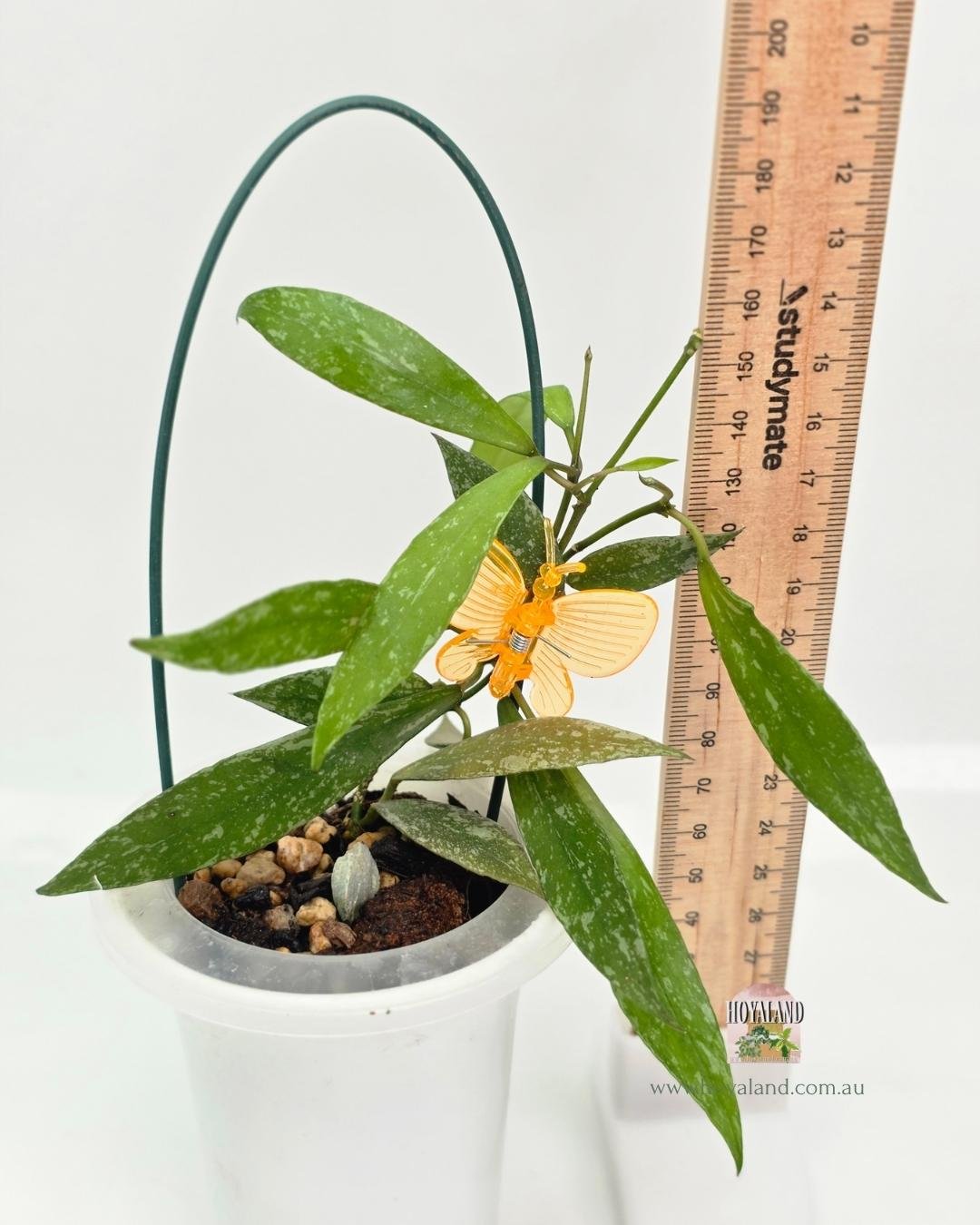 🍂 Hoya lacunosa Laos | Rare Splashy Plant | Small