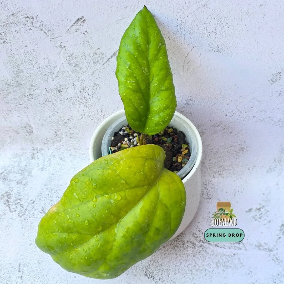 Hoya cv Elephant (2).jpg
