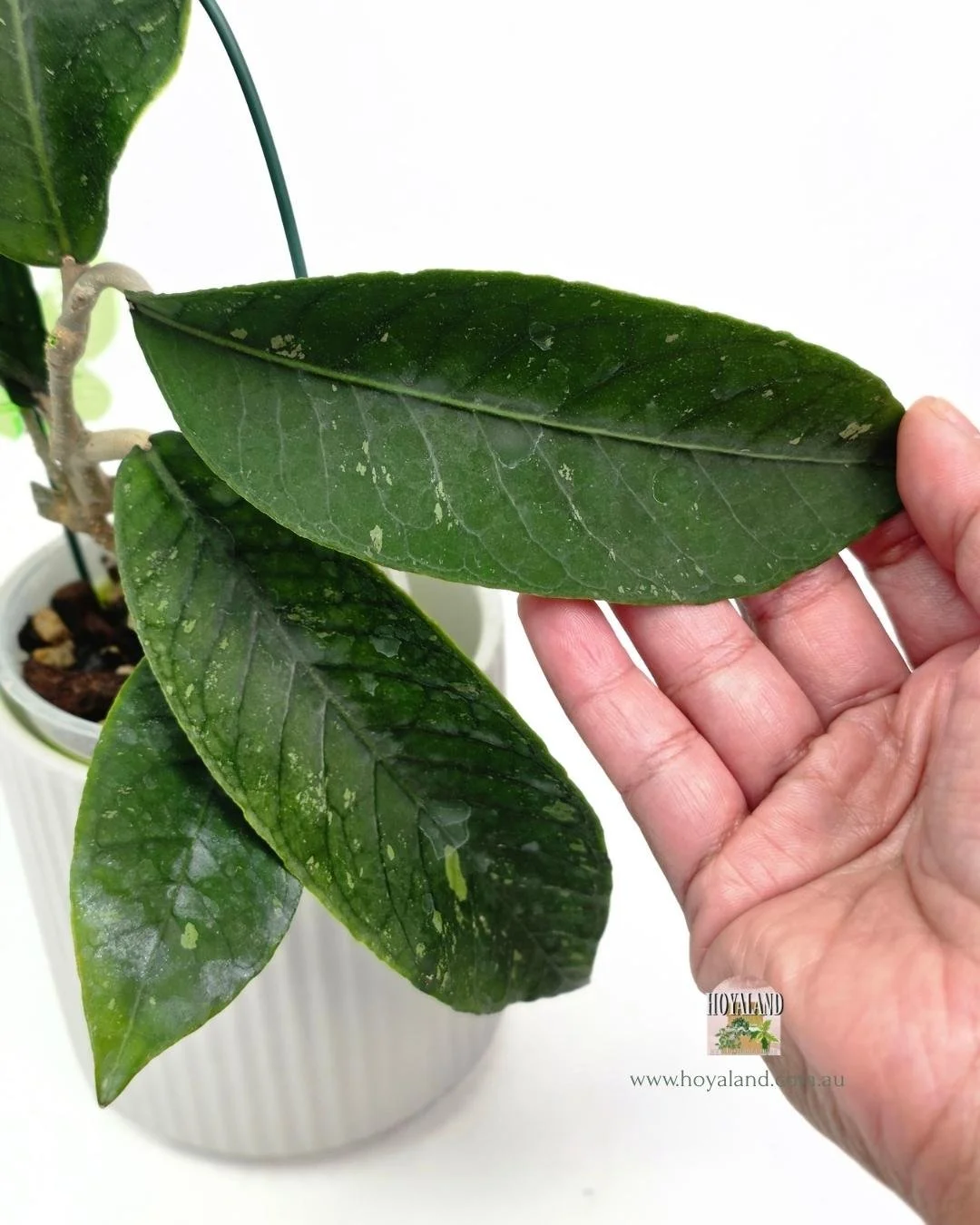 Hoya Gayo Lues Green (4).jpg