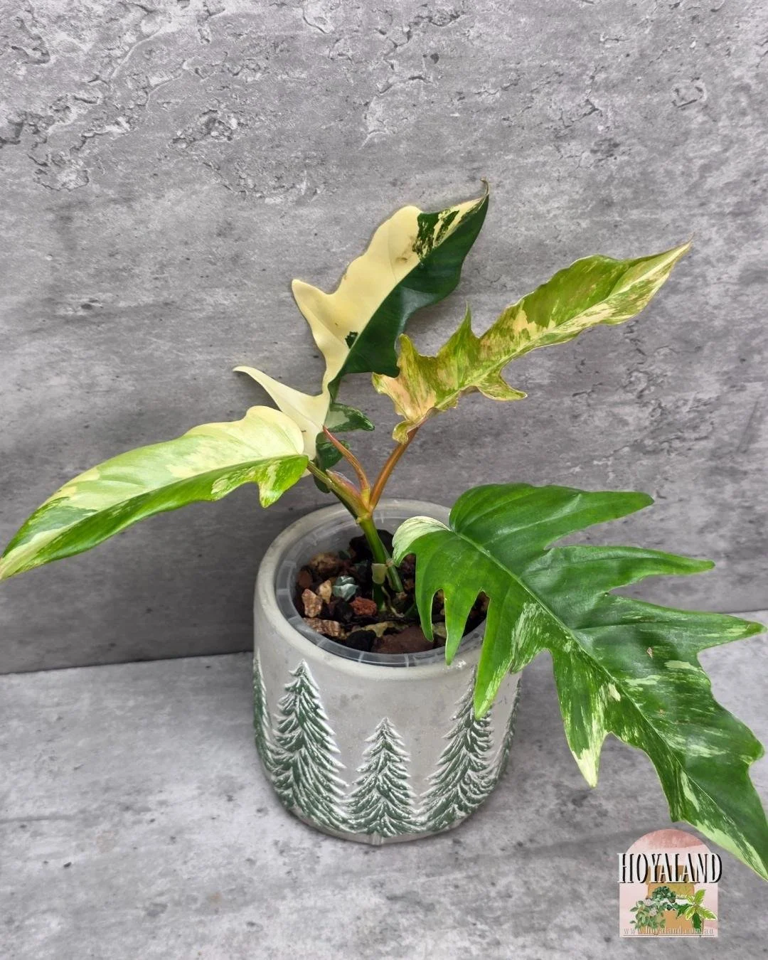 🌞 Philodendron Florida Beauty X Tortum (Stem Cut) | Rare Indoor Outdoor Plant 🎇