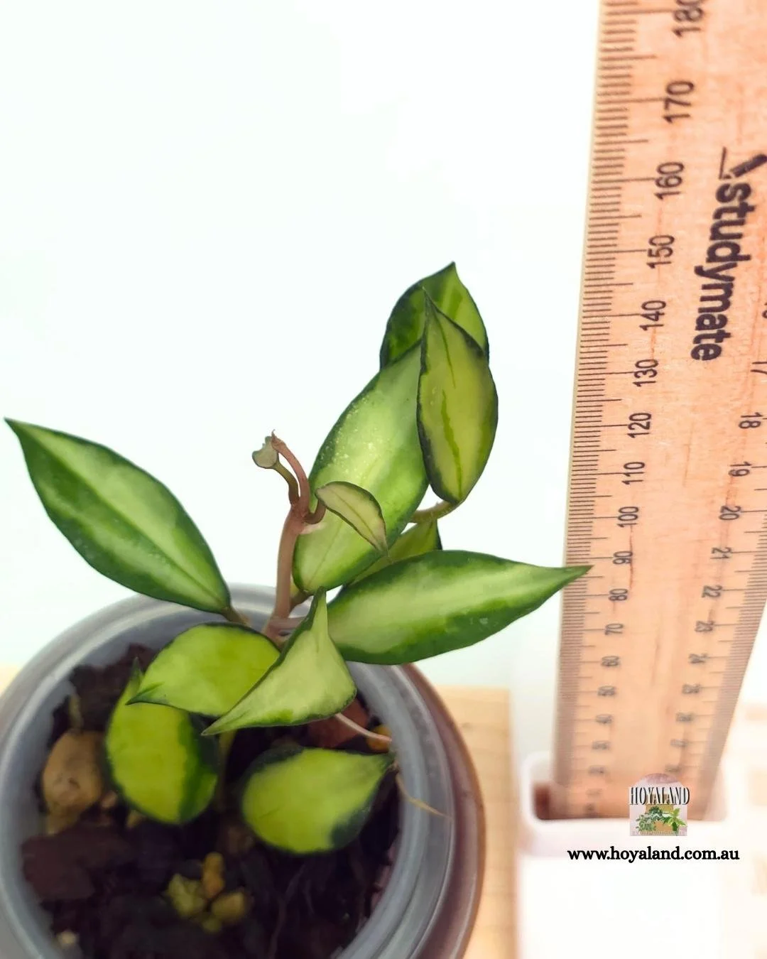 Hoya lacunosa souma (4).jpg