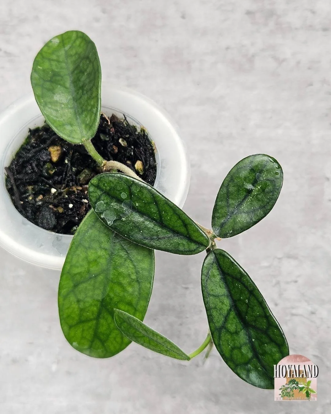 Hoya sichuanensis b (1).jpg