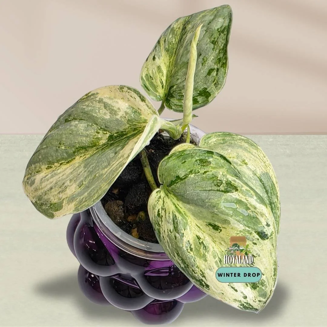 Scindapsus 'Tembaga' (Velvet Foliage with Subtle Copper Sheen) | 2 Heads