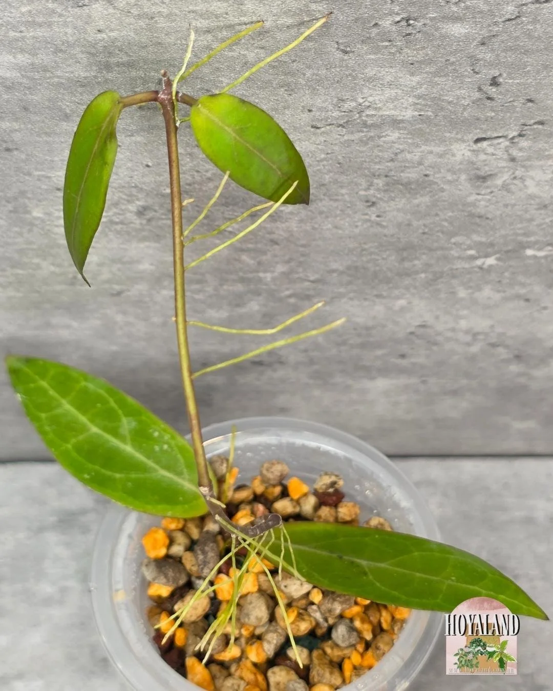 Hoya Love Affair A.jpg