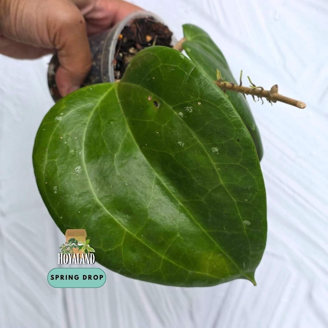 Established Hoya latifolia Sarawak climbing vine on trellis showing massive thick round dinner-plate leaves with distinct venation