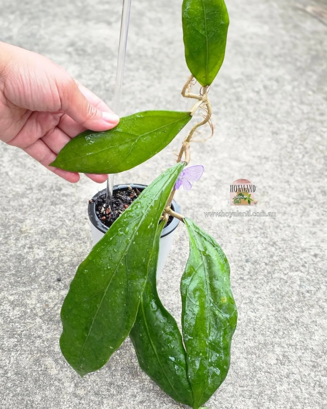 🍂 Hoya cv SS 27-70 (Clemensiorum hybrid)  🐰