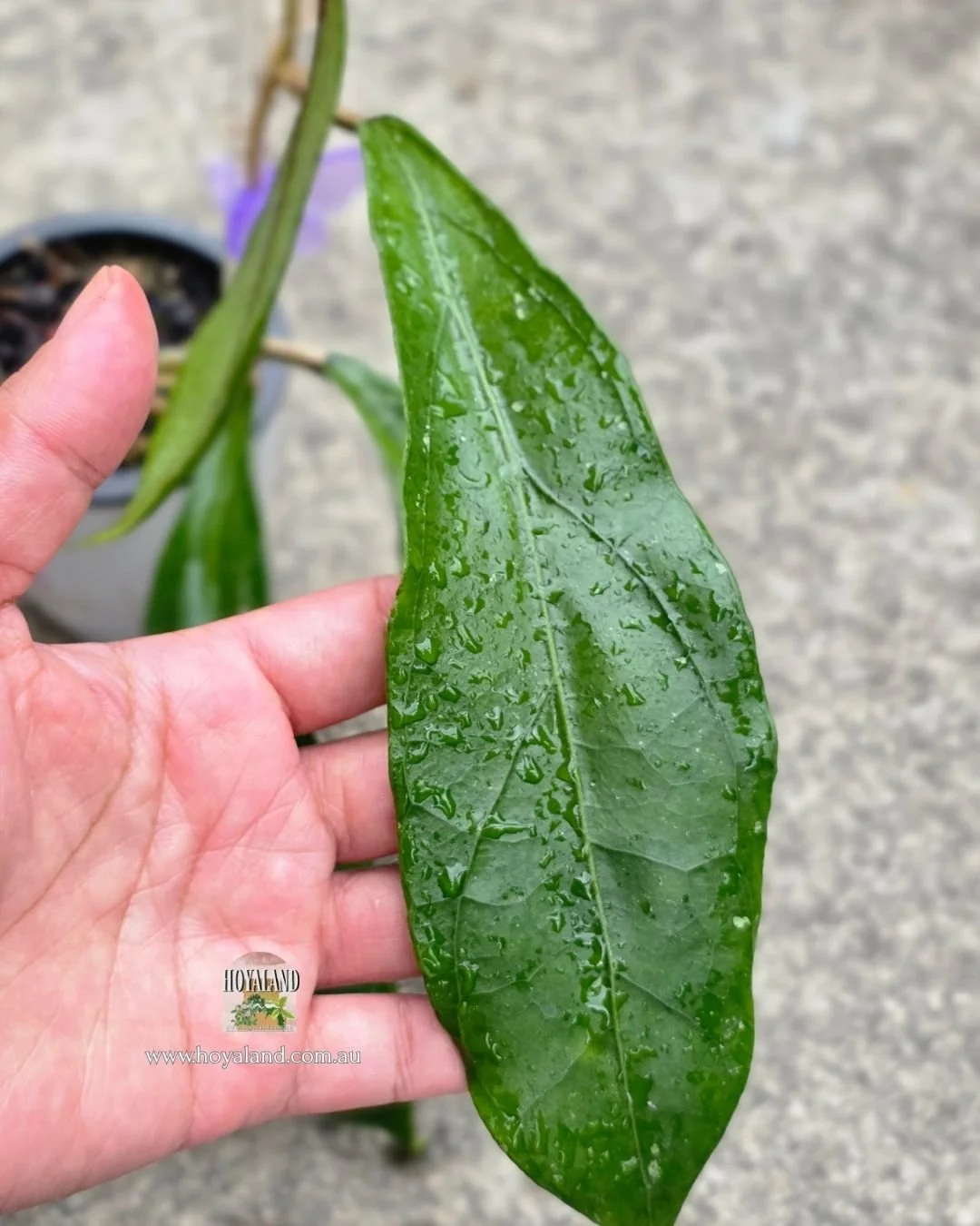 Hoya clemensiorum hybrid SS 2770 (3).jpg