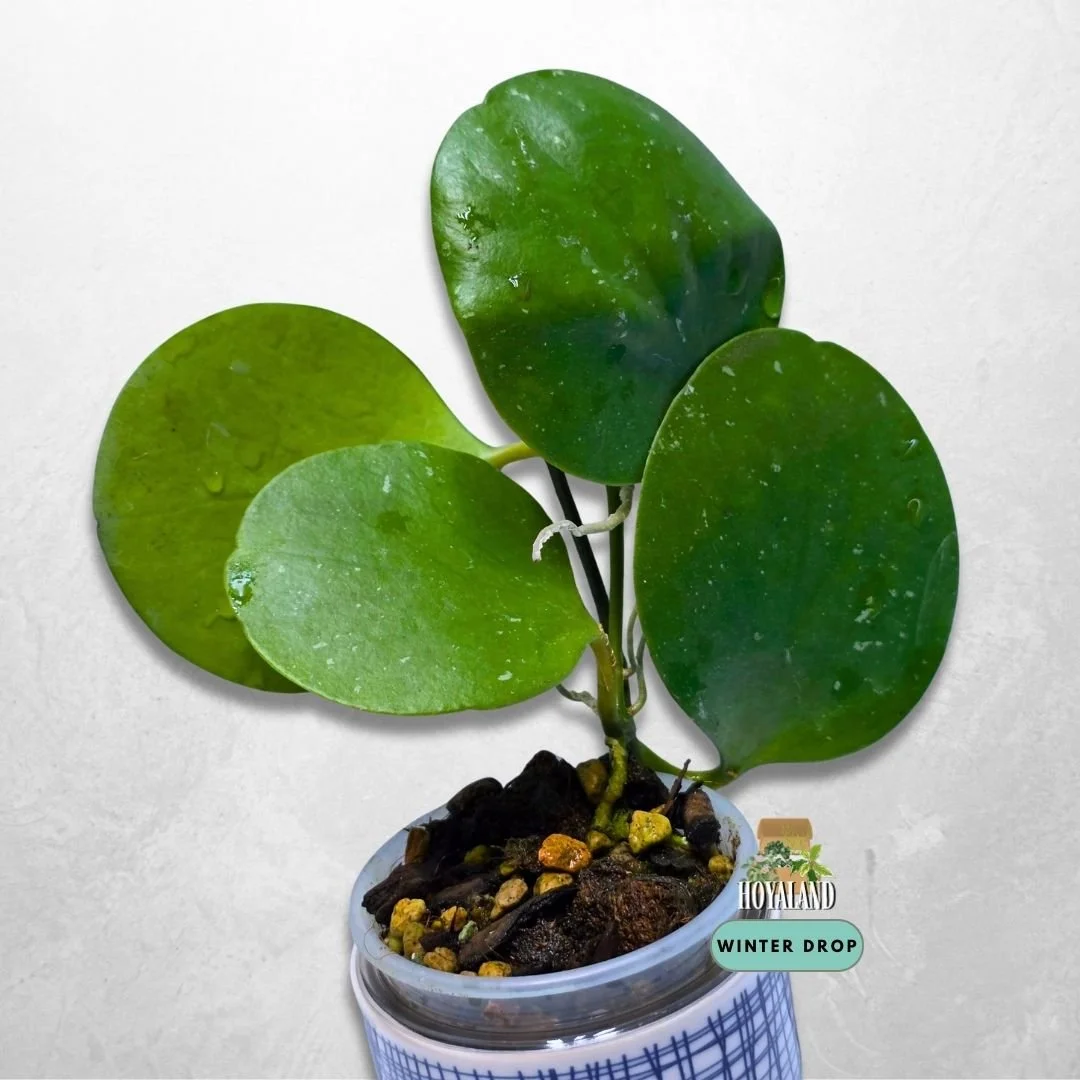 Established Hoya kastbergii with small rounded leaves