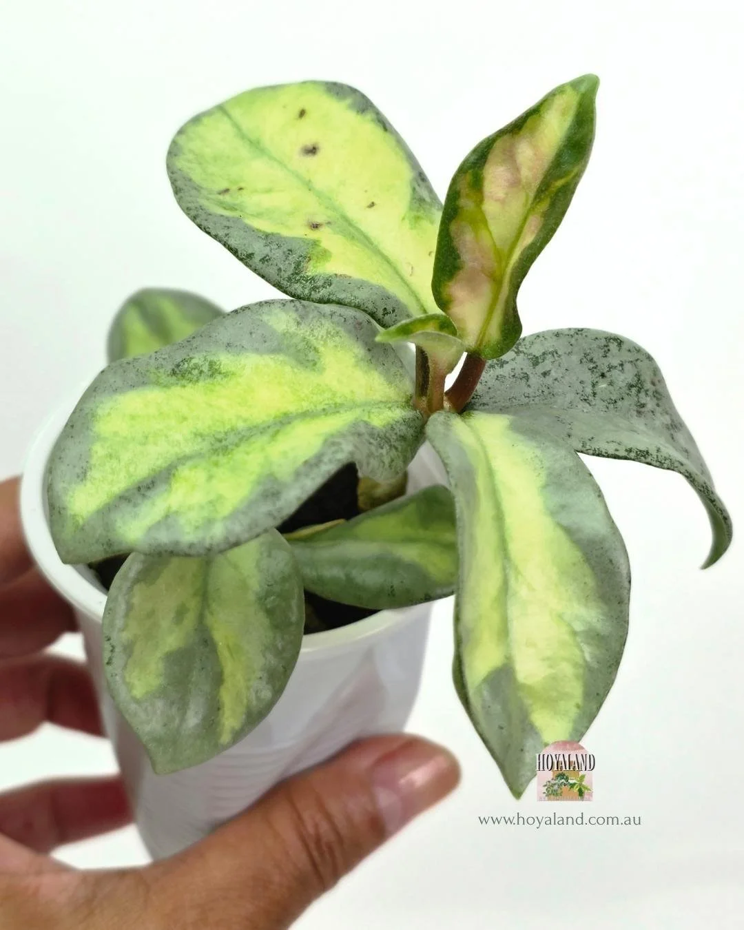 Hoya carnosa argentea princess (3).jpg