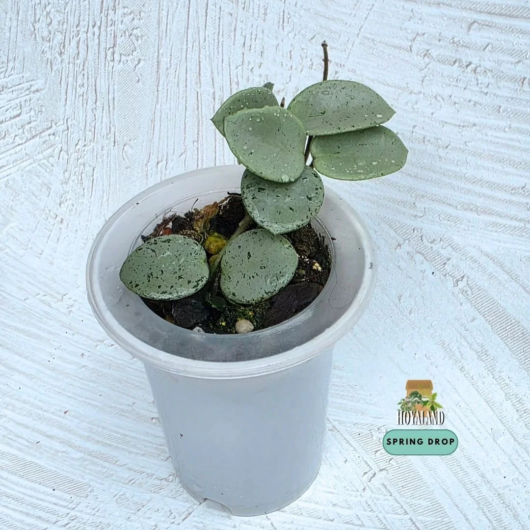Hoya mathilde silver indo b (7).jpg