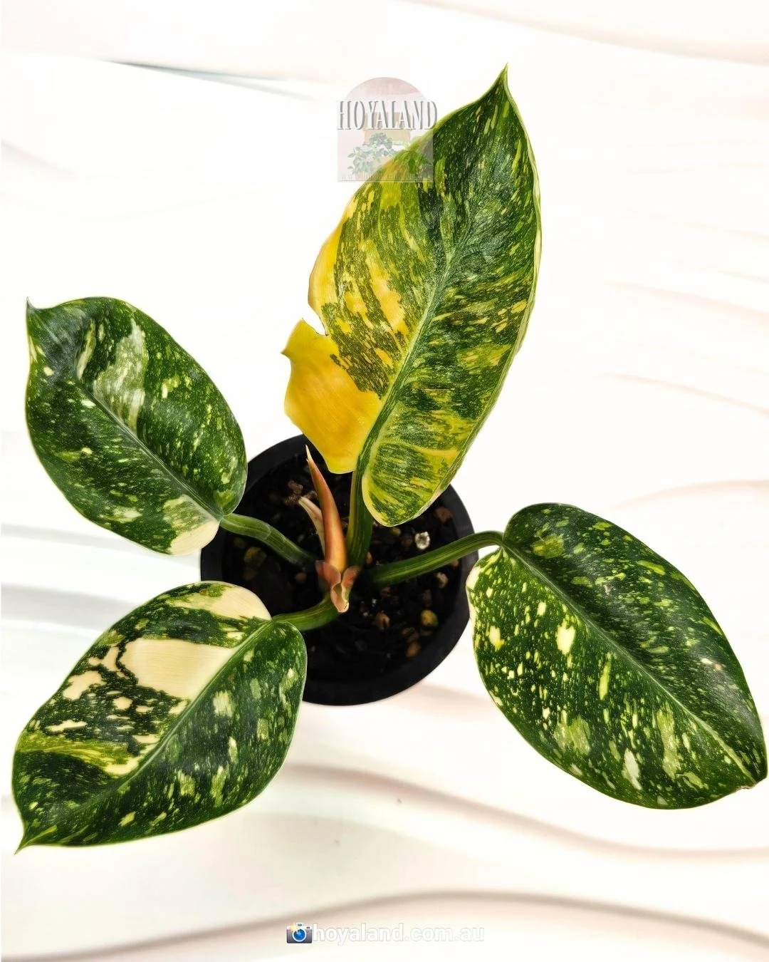 Philodendron Green Congp Variegated (5).jpg