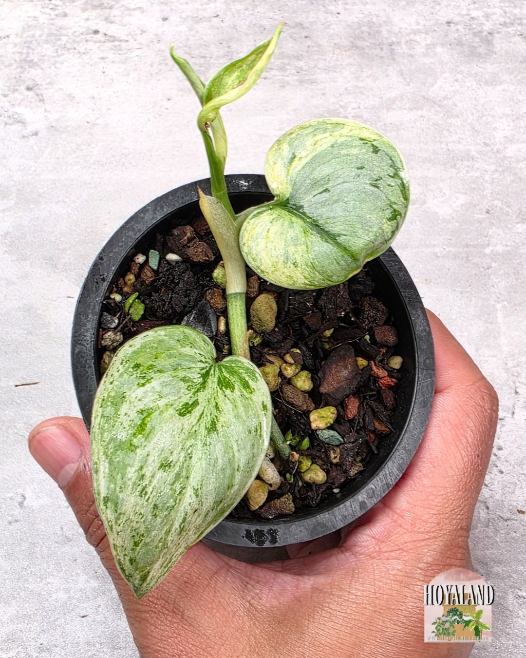 Scindapsus Tembaga A (4).jpg