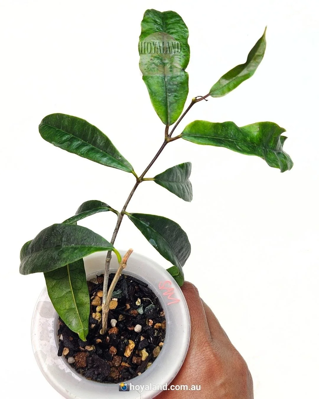 Hoya sammananiana (4).jpg
