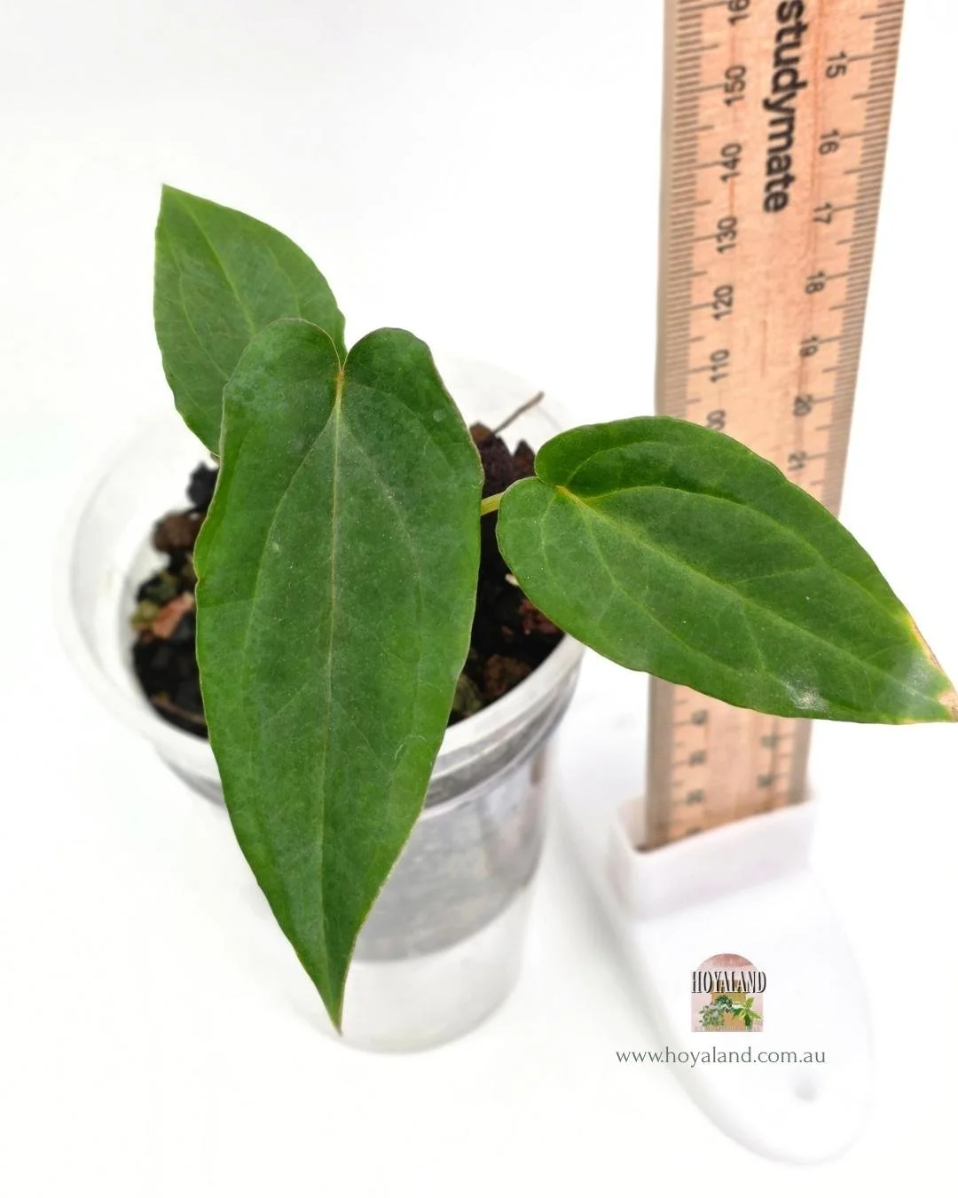 Anthurium midnight velvet (2).jpg