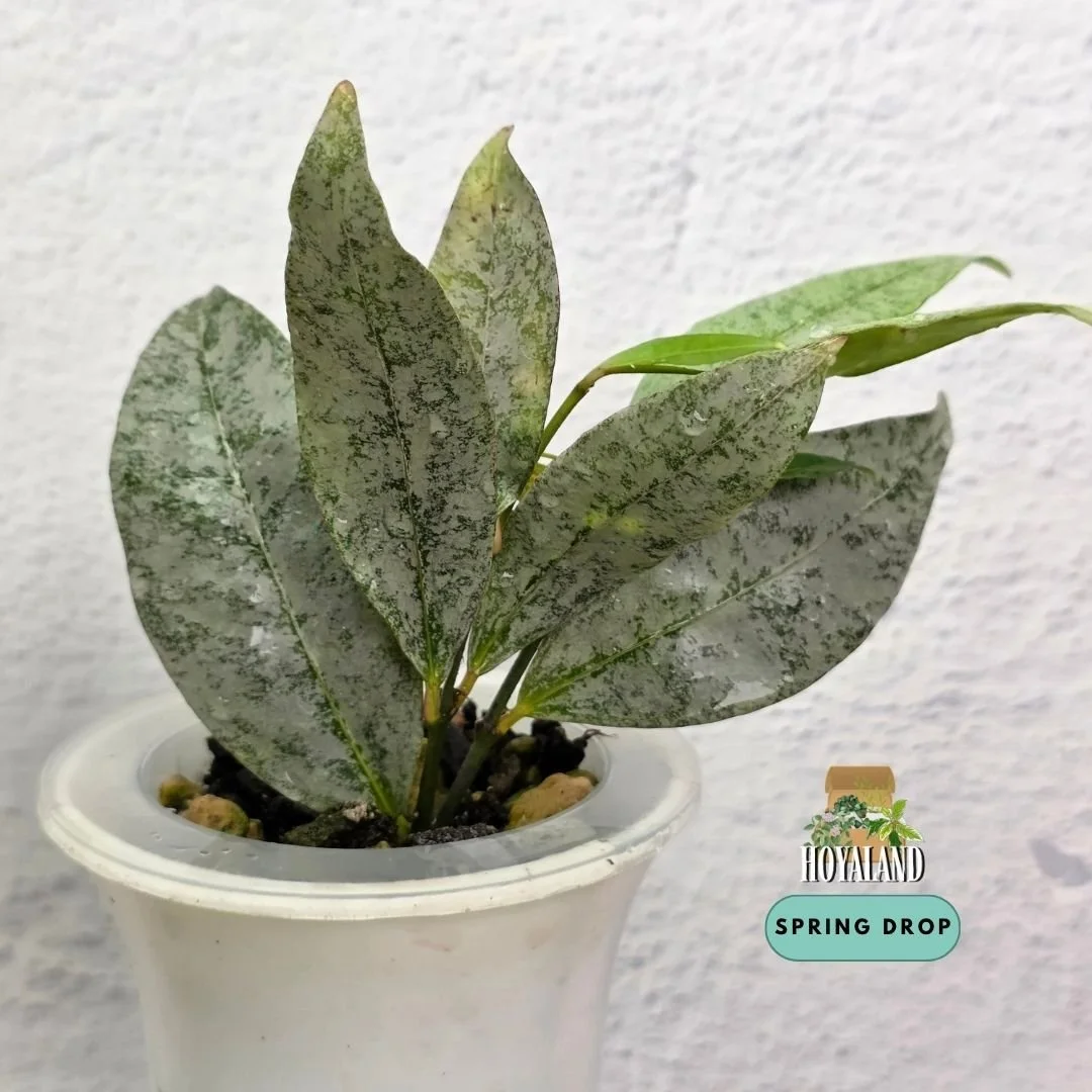 Hoya amicabilis silver (6).jpg