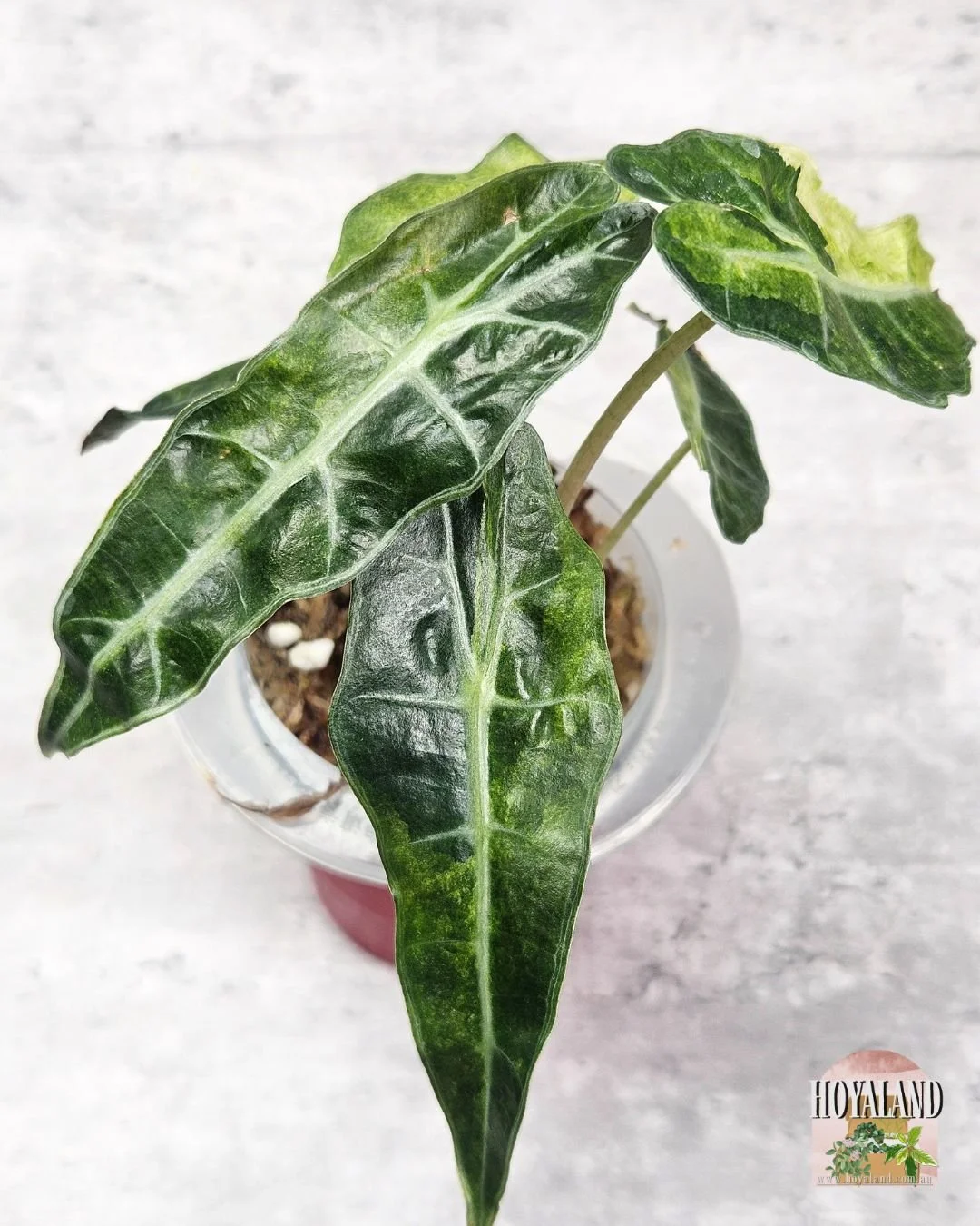 alocasia sanderiana bull aurea (6).jpg