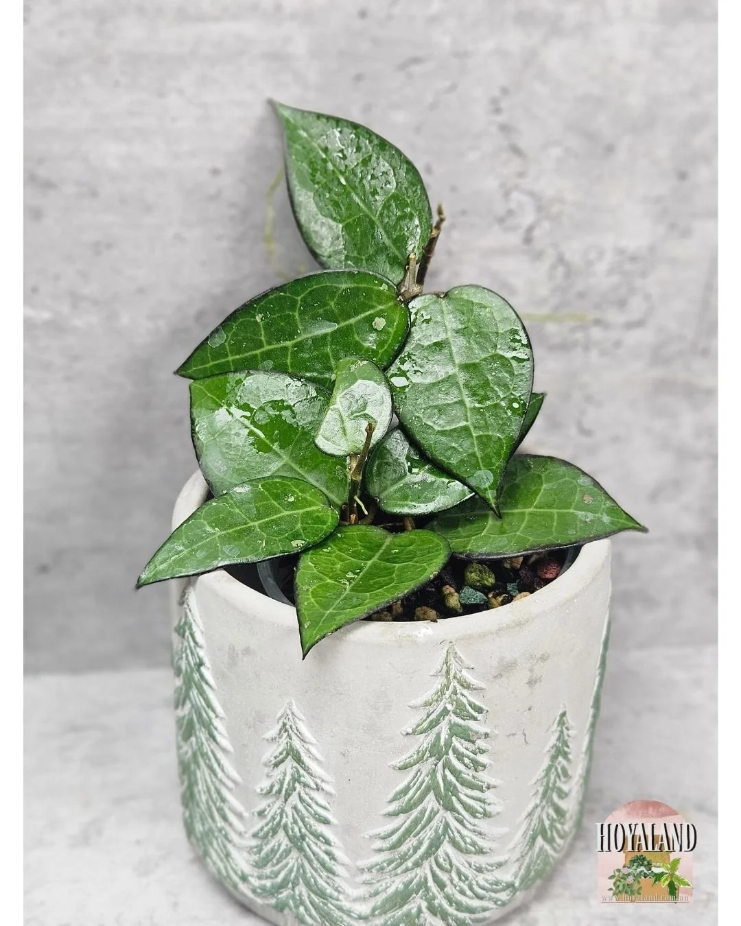 Hoya verticillata black margin b (1).jpg