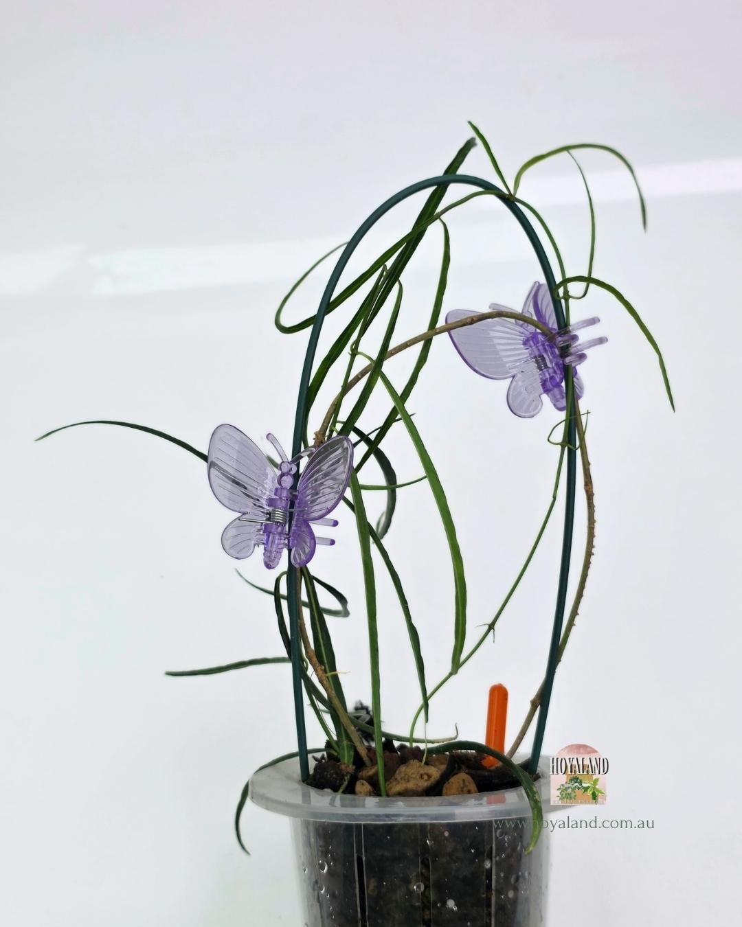 Hoya stenophylla B.jpg