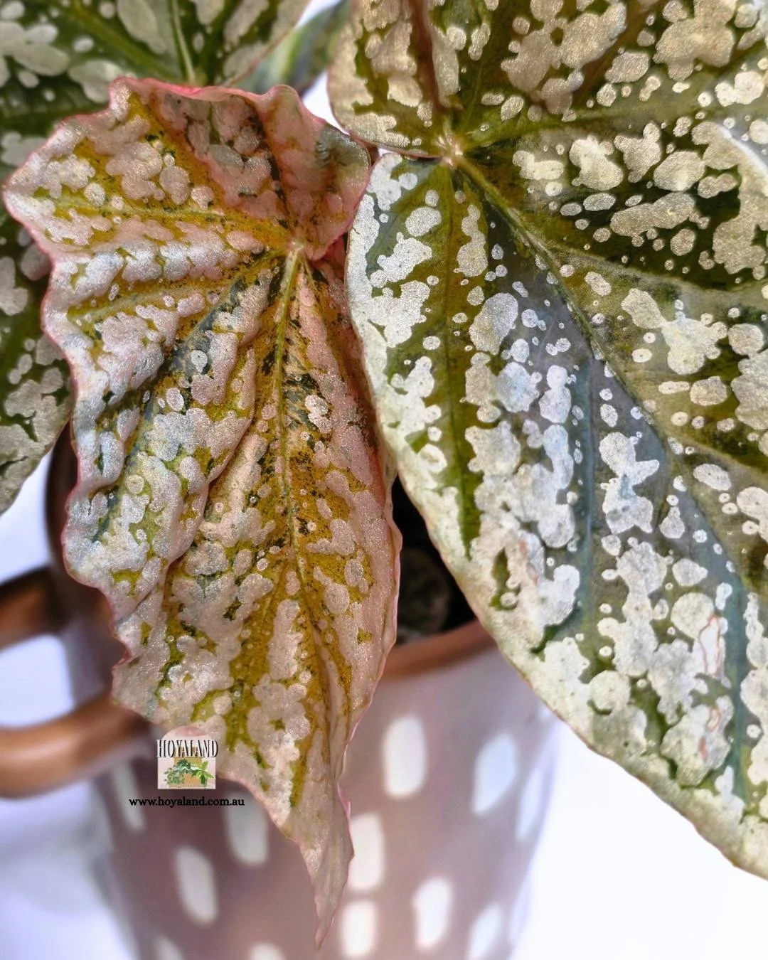 Begonia snowcap variegata (2).jpg