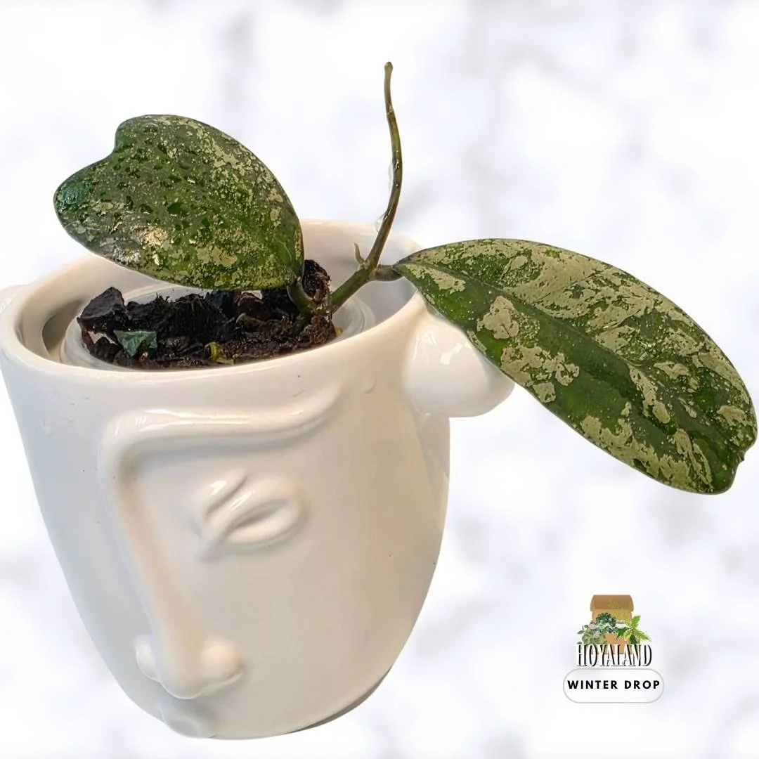 buy-rare-hoya-deykeai-morning-dew-heart-leaves-australia.webp (3).jpg