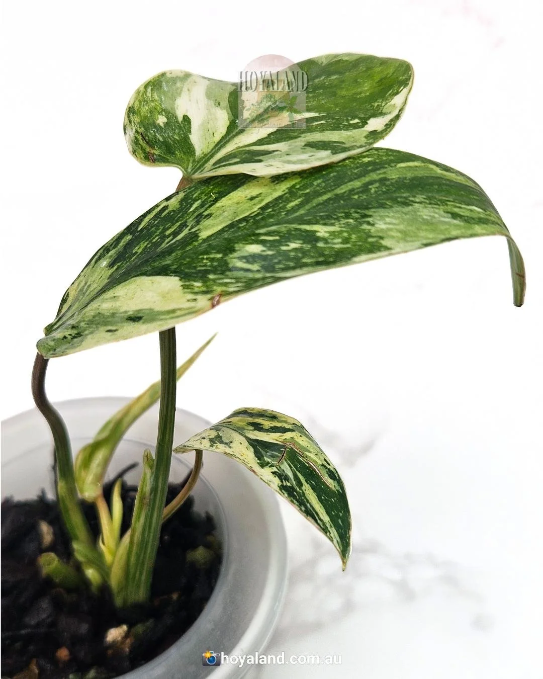 Philodendron Emerald Queen Variegated | Small 🐝