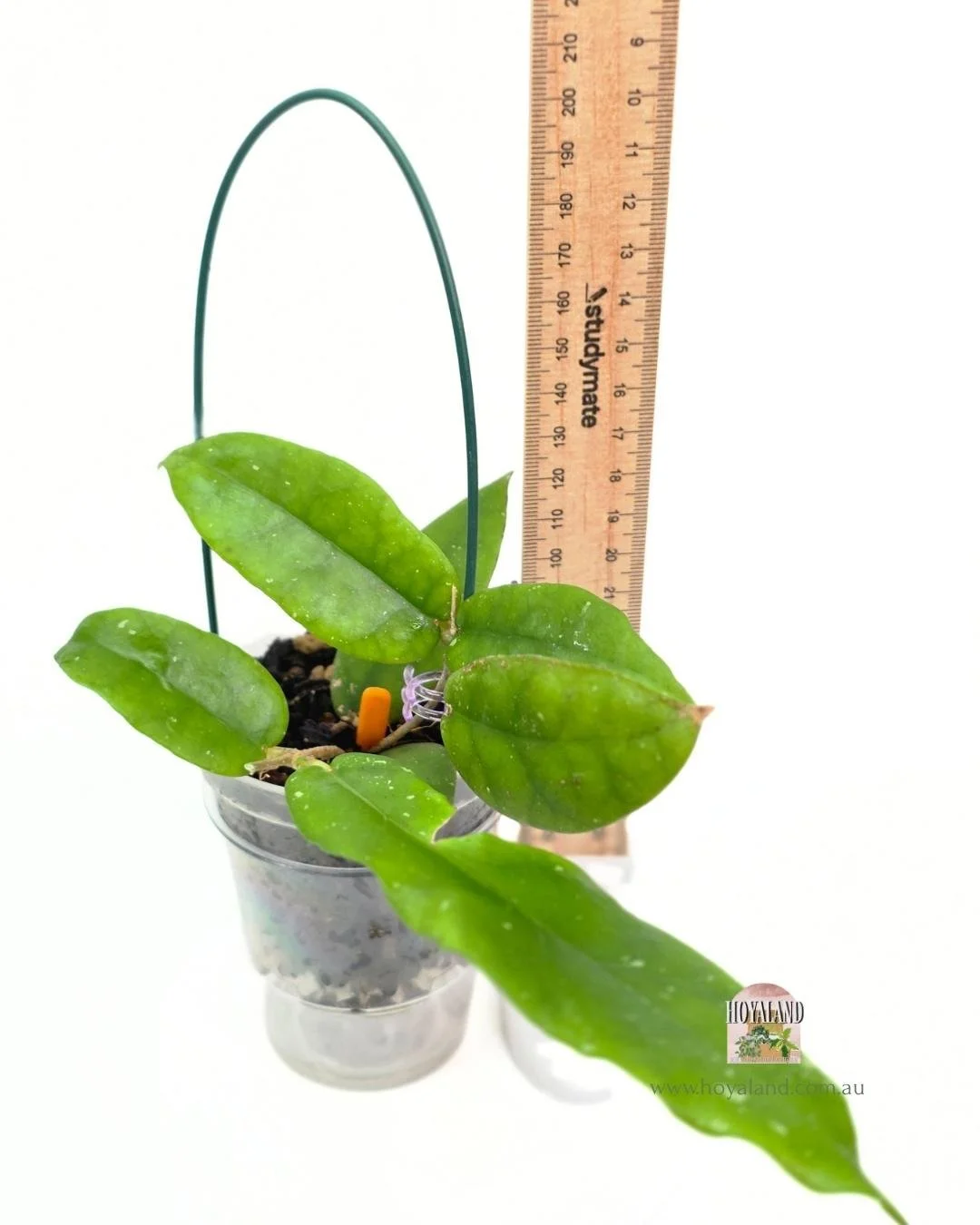 Hoya aff scortechinii red (5).jpg