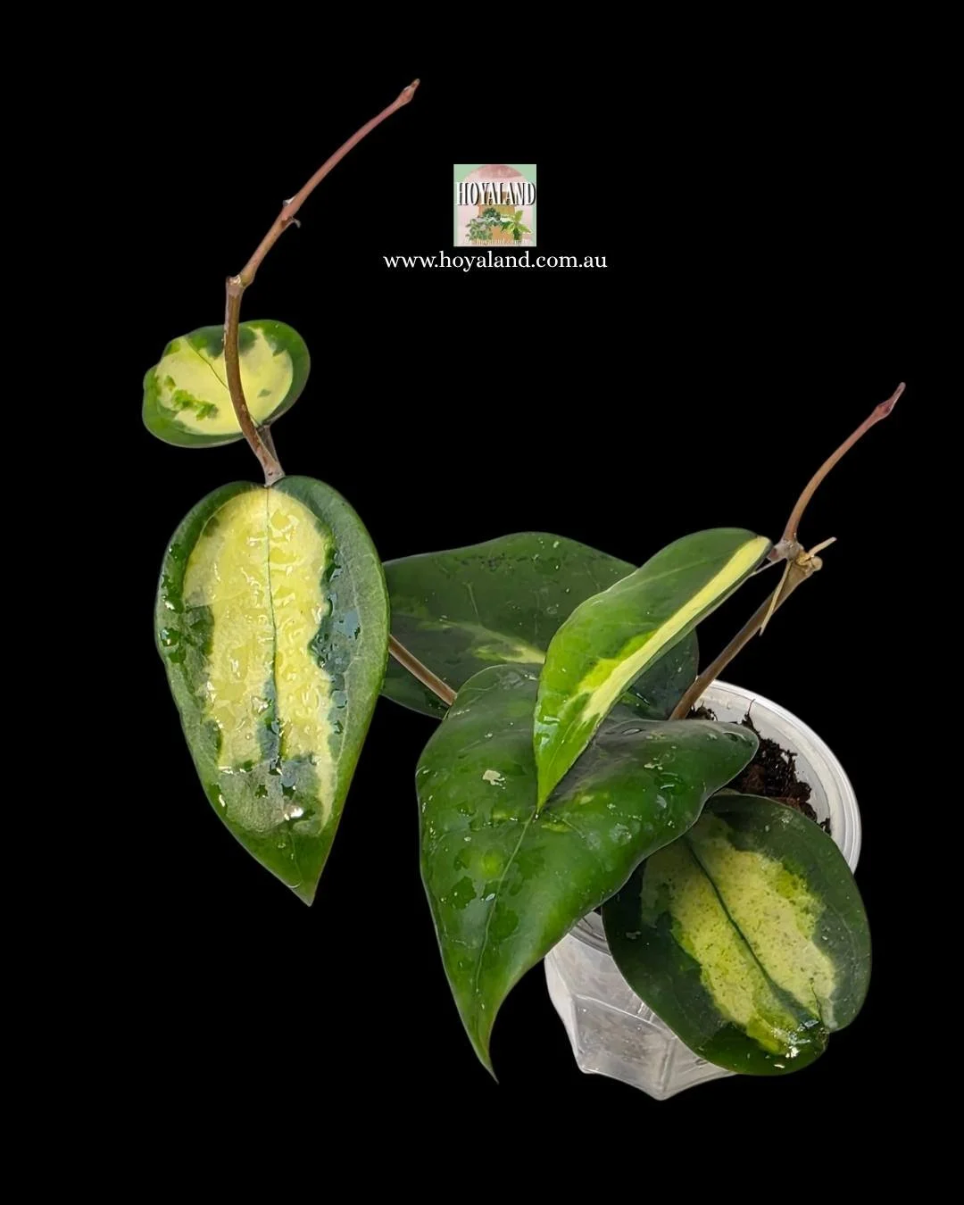 Hoya verticillata panglay inner (5).jpg