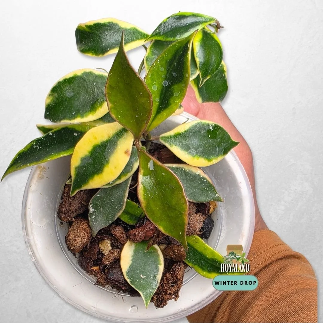 Hoya bakoensis 'Albo' (Variegated Small Leaf)