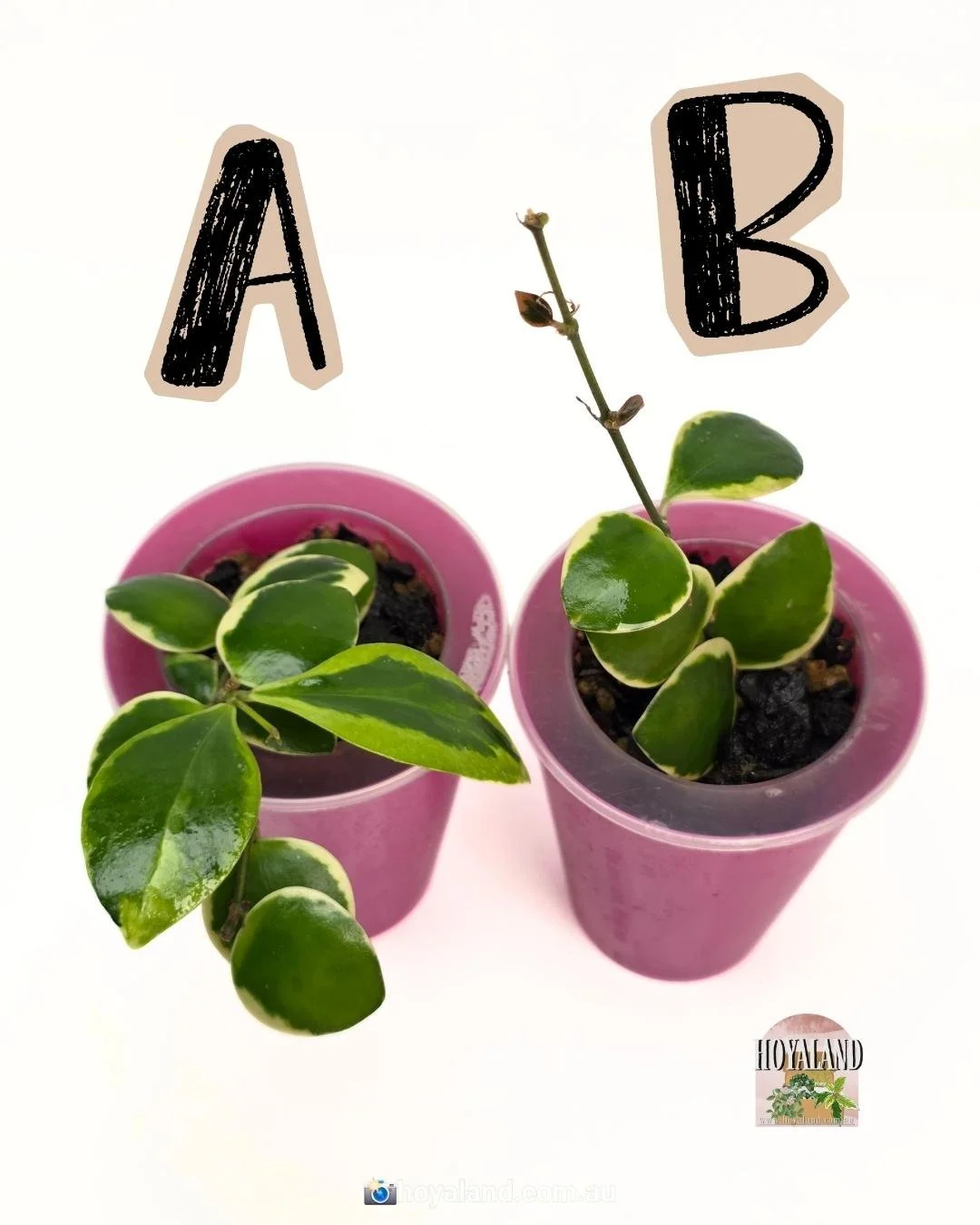 Hoya Palta B (4).jpg