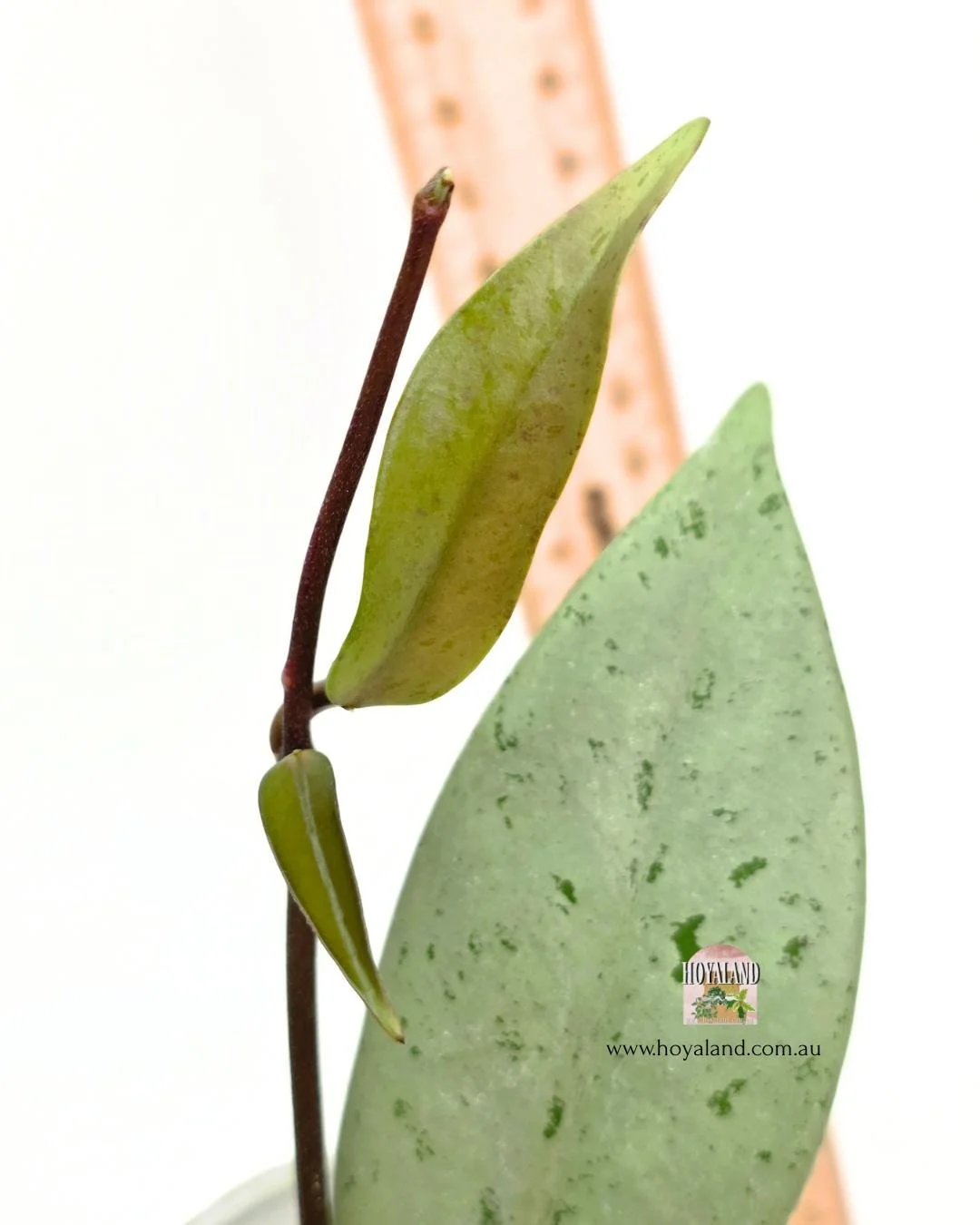 Hoya pubicalyx pink silver ghost 2 (3).jpg