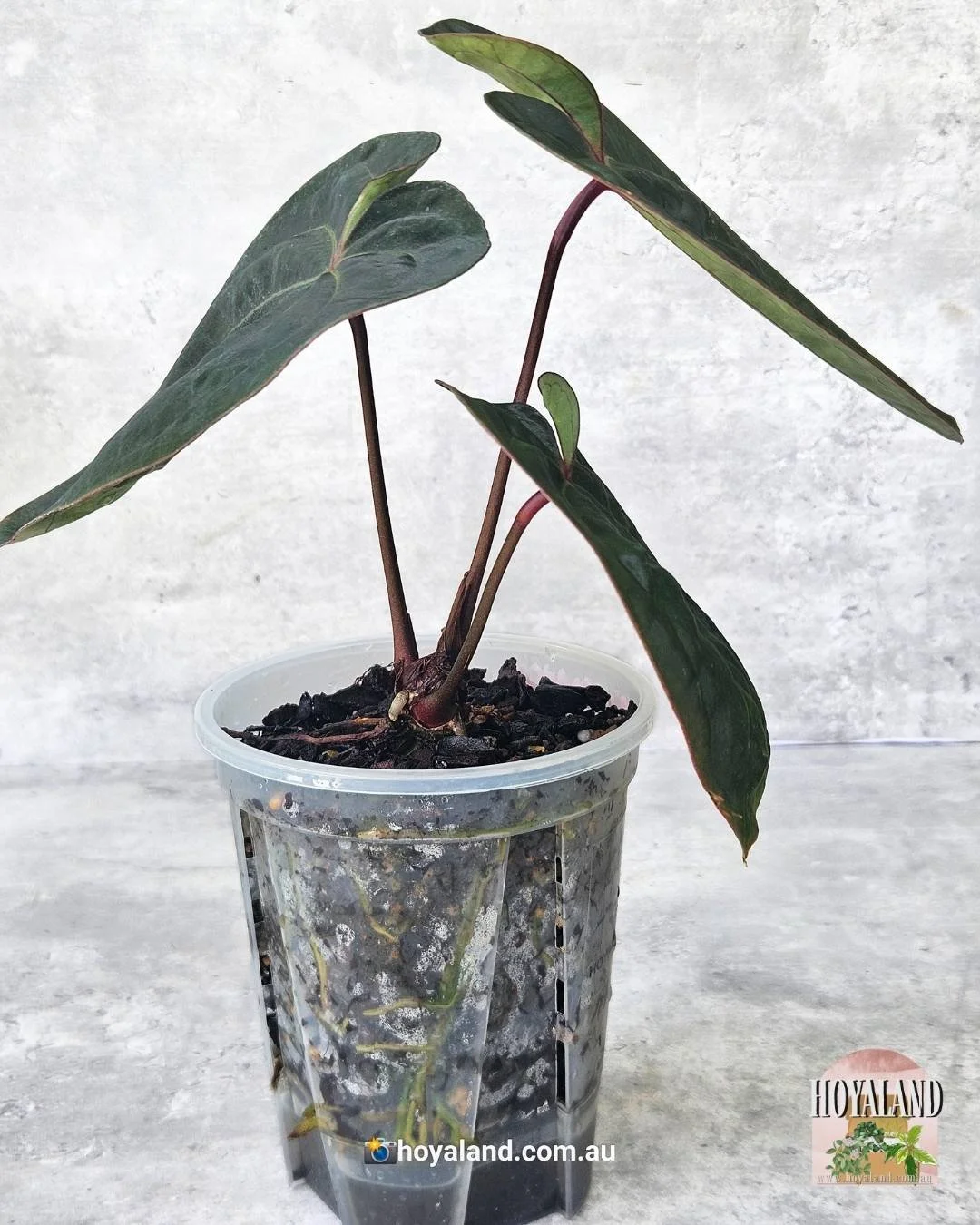 Anthurium Blood Moon (5).jpg