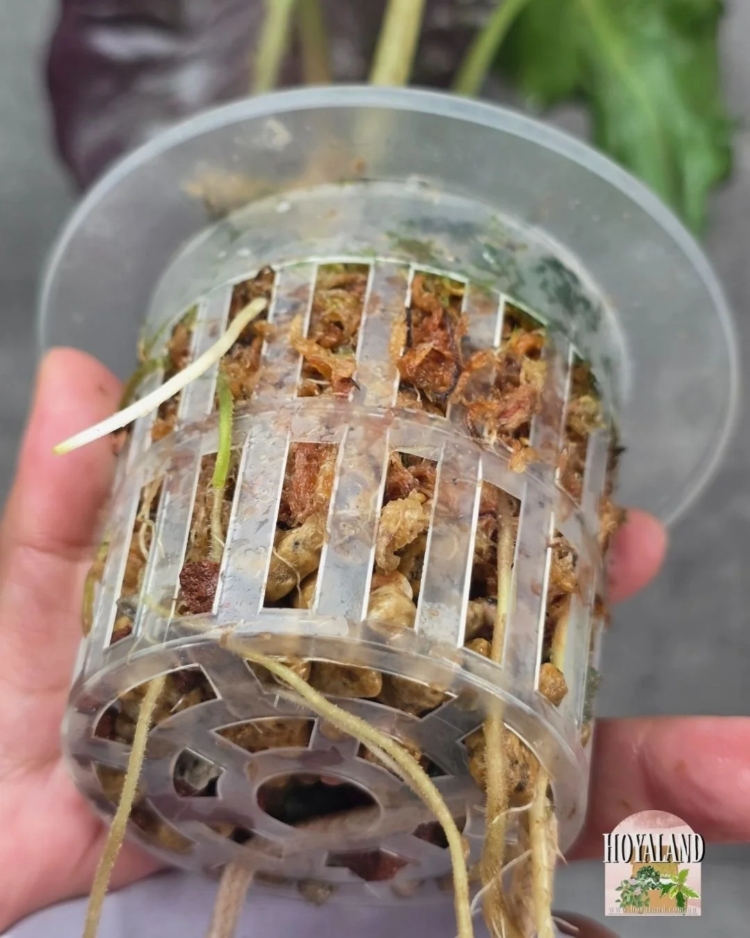 Alocasia Venom (7).jpg