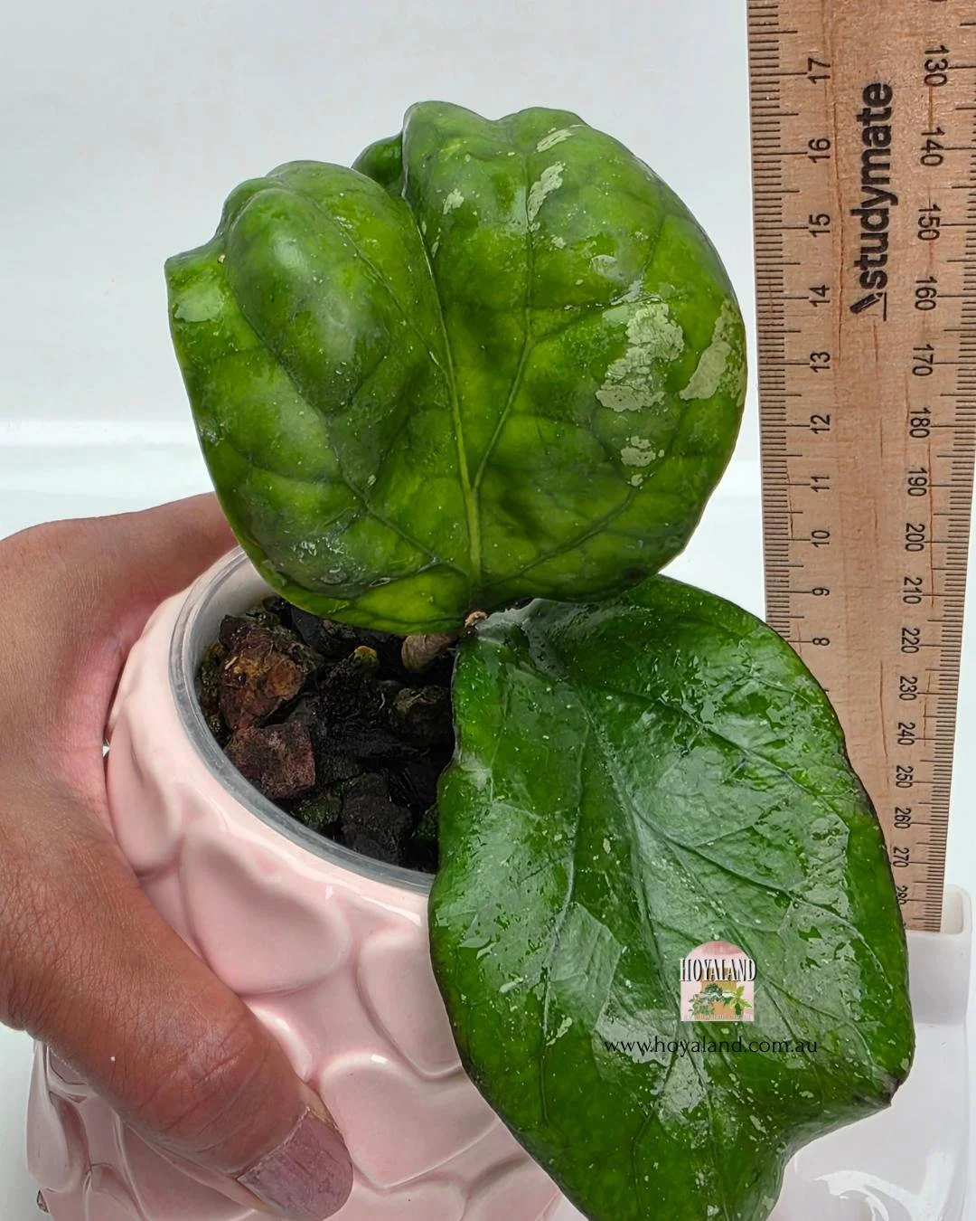 Hoya elephant B (3).jpg