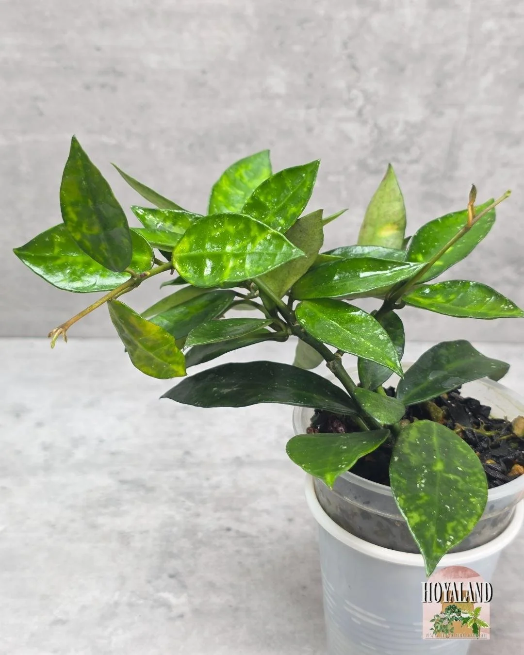 Hoya lacunosa amarillo (3).jpg